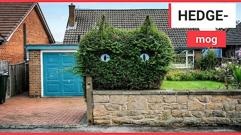 Gardener cuts his hedge into the shape of a cat