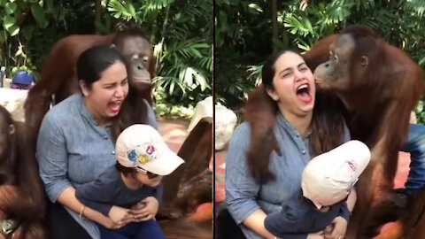 Gorilla Kiss to Girl | Gorilla Proposing to Girl - Try Not To Laugh