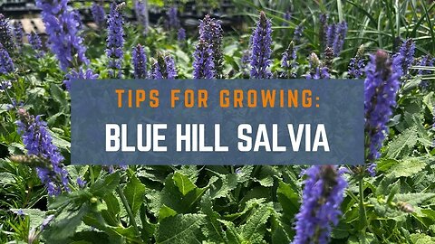 3 Tips for Growing Blue Hill Salvia: A Beginner's Guide