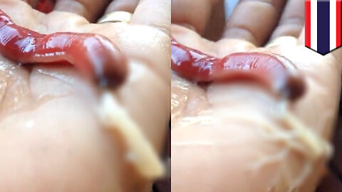 Try not to puke as this ribbon worm shoots white goo all over a human hand - TomoNews