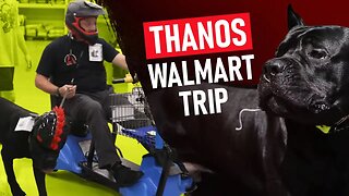 Giant Cane Corso SERVICE DOG Conquers Walmart!