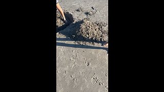 How to Use a Trench Shovel #trenchshovel #digging #beach