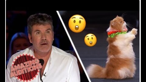 CATS! TALENTED Cats On America's Got Talent Are FELINE Good! | Amazing Auditions