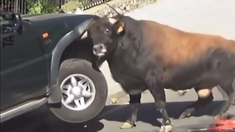 Crazy Bull - dangerous situation with wild animals
