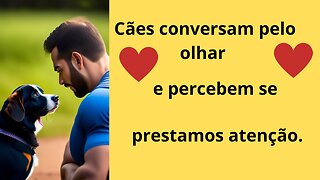 Cães conversam pelo olhar e percebem se prestamos atenção.