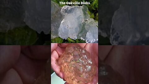 The Oakville Blobs (1994): #truestory