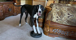 Funny Great Dane Pounces & Bounces On Roomba To Turn It Off & On