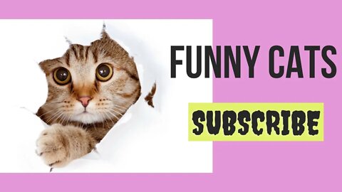 Adorable funny cats Naughty and Cute Cats Video Compilation