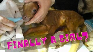 The Dramatic Triplet Birth Of Our Baby Goats!