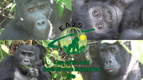 East African Jungle Safaris: Uganda Tour - Bwindi Gorilla Trek/QENP (Promo)