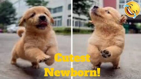 💥The Cutest Newborn Puppies And Kittens Viral Weekly LOL😂🙃💥 of 2019 _ Funny Animal Videos💥👌