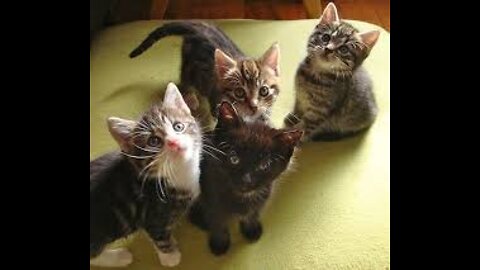 cute funny kittens playing video.