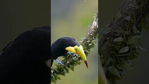 Keel-Billed Toucan 2022