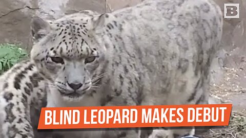 Blind Female Snow Leopard Makes Debut at Como Park Zoo & Conservatory in MN