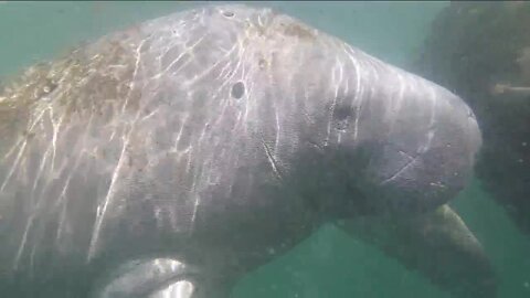 Mingle with manatees in a safe, respectful environment in Crystal River