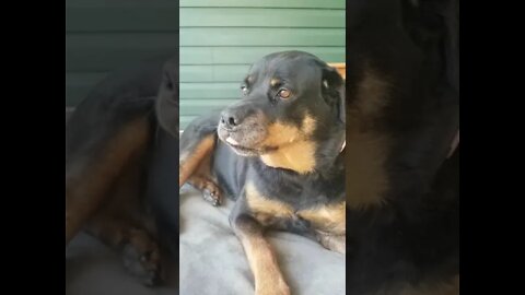 Rottweiler Yawning ASMR#Shorts #rottweiler😍💖💜💛