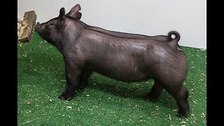 3-6 Crossbred Gilt