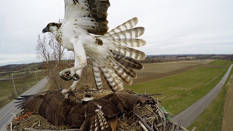 Slow motion captures dramatic osprey aerial battle