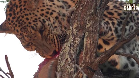 Male Leopard Feeding On A Kudu Calf Up A Very Thin Tree