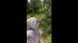 Spoingus walking down a trail in Kingston Tennessee 9/21/2023 ￼