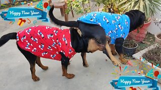 When your dog wear a funny sweater || Happy New year 2021 || Mr.Bolt & Nut