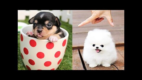 Funny dogs compilation dog videos funny videos