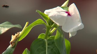 55th Flower Day rings in the annual Detroit tradition at Eastern Market