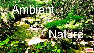 Forest Creek Screensaver - Ambient Nature Sounds with Water - Babbling Brook