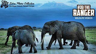 Amboseli Elephants Under Kilimanjaro | Zebra Plains Safari
