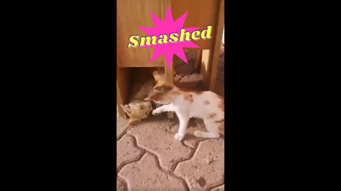 Funny Kittens Fight 💕#cat #youtubevideos #funny @Cat Lovers Planet