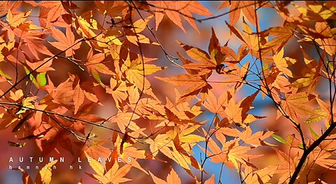 Autumn Leaves. [Hannah Hk].