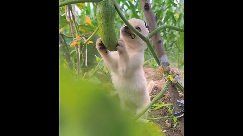 Cute dog puppy eating cucumber 🥰😍💕