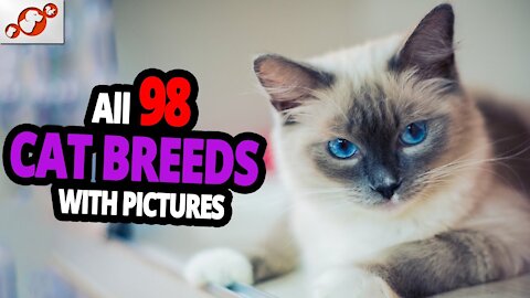 All Cat Breeds In The World (98 Cat Breeds)