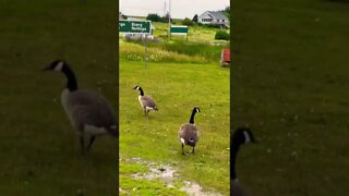 Canada Geese on the side of the road