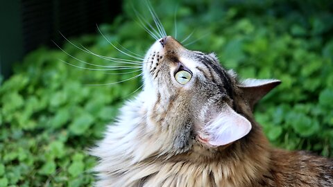 Leia Chattering at a Cardinal Chirping