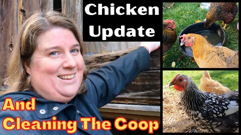 Cleaning The Chicken Coop | Chicken Update | Why Have My Chickens Stopped Laying?