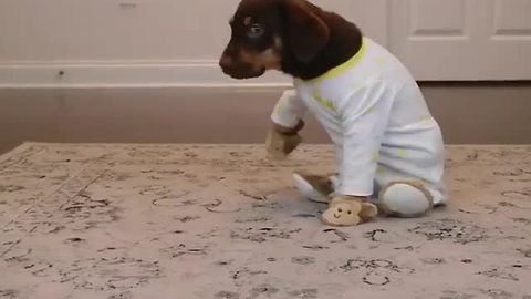 Puppy's bedtime outfit will melt your heart