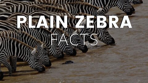 Zebras: Africa’s Most Magnificent Mammals