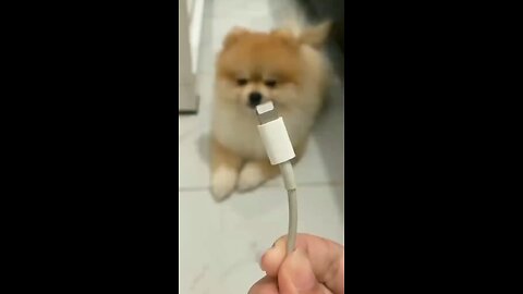Pom is always fully charged ❤️
