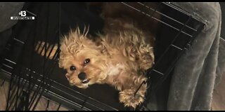 Caught on camera: Puppy stolen during break-in at Las Vegas home