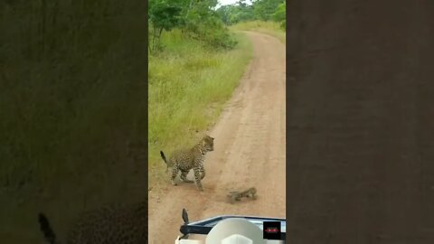 Viral Reel #119 When The Leopard Tried To Kill Him 😯 | Leopard Hunting 😯 #shots #youtubeshots