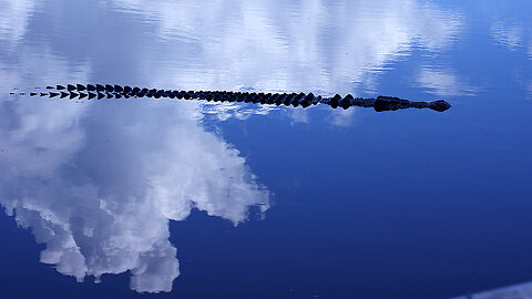 Australian Saltwater Crocodile