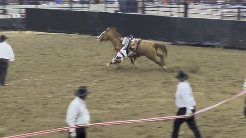 Elayna and Beasties 5 NWSS Trick Shows