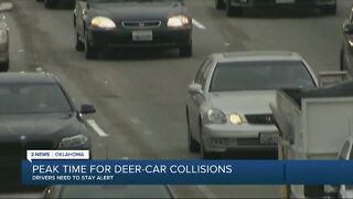 Peak time for deer-car collisions