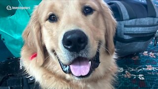 Investigation continues for beloved service dog Benny in Stark County