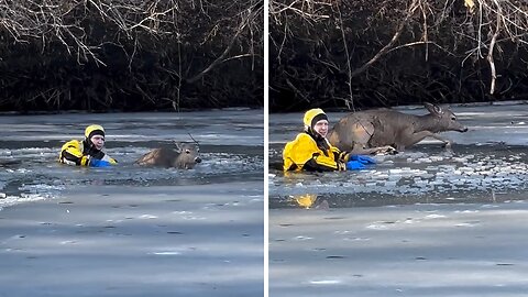 Firefighter rescues deer from frozen river