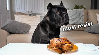 Leaving My Dog Alone with a Whole Chicken 🍗 | Cane Corso