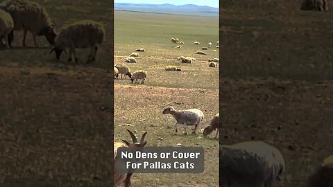 Jamie and Victors Wild Life Adventure to Mongolia to see Pallas cats-part 3
