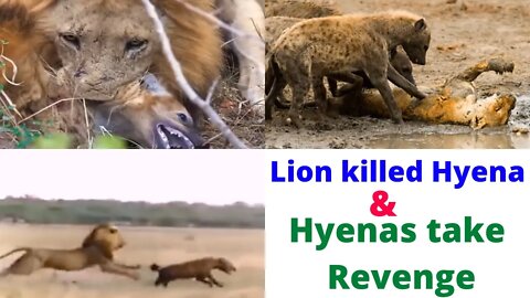 Lion attack Hyenas & Hyenas taken revenge from lion very Brutally ||