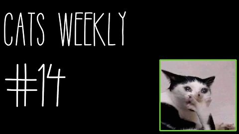 Cats Weekly (#14) – Prospurrous